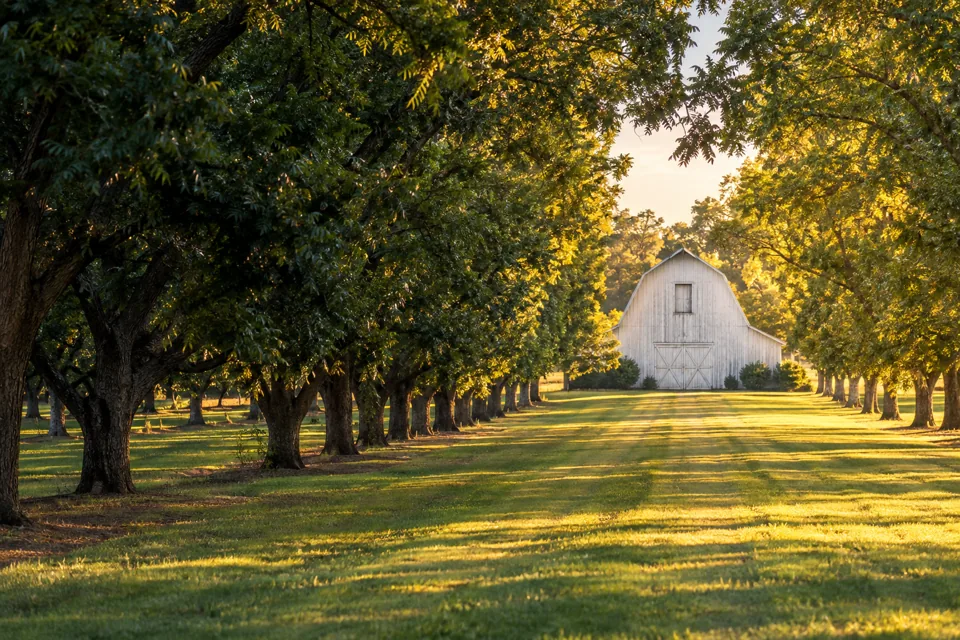 White country barn at the end of a sunlit orchard lane